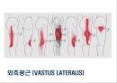 04. 다리 근육 (Leg muscle) - 1 의 기시, 정지 , 작용 , TP사진, 기능적 단위 등.pptx 18페이지
