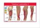 04. 다리 근육 (Leg muscle) - 1 의 기시, 정지 , 작용 , TP사진, 기능적 단위 등.pptx 19페이지
