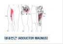 04. 다리 근육 (Leg muscle) - 1 의 기시, 정지 , 작용 , TP사진, 기능적 단위 등.pptx 22페이지