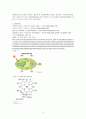 [물리화학 실험] 클로로필(엽록소) 흡수스펙트럼 Absorption Spectrum of Chlorophyll 7페이지