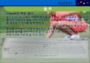체육측정평가 {테니스, 핸드볼, 체조, 골프, 양궁 수영}.ppt 18페이지