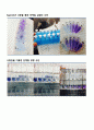 단백질 정량 레포트 3페이지
