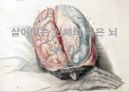 ★평가우수자료★뇌사(腦死)-살아있는 신체의 죽은 뇌 뇌사의 정의, 뇌사의 개념, 죽음의 판단, 뇌사 찬성, 뇌사 반대, 뇌사 해결방안.pptx 1페이지