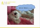 ★★평가우수자료★★[운동중독 해결방안] 운동중독 개념, 운동중독 자가진단,운동중독 원인, 운동중독 학습 원리, 운동중독 해결방안 16페이지