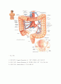 소화기계 해부구조 & 생리 - 위(stomach)의 위치, 구조와 기능, 대장의 해부와  생리, 간의 구조와 기능, 담도 췌장의 구조와 기능
 3페이지