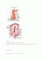 소화기계 해부구조 & 생리 - 위(stomach)의 위치, 구조와 기능, 대장의 해부와  생리, 간의 구조와 기능, 담도 췌장의 구조와 기능
 4페이지