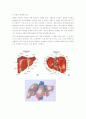소화기계 해부구조 & 생리 - 위(stomach)의 위치, 구조와 기능, 대장의 해부와  생리, 간의 구조와 기능, 담도 췌장의 구조와 기능
 7페이지