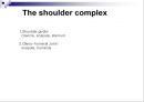Upper extremity (shoulder, 견관절)에 대한 정리.ppt
 3페이지