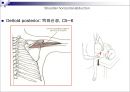 Upper extremity (shoulder, 견관절)에 대한 정리.ppt
 26페이지