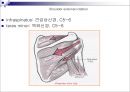 Upper extremity (shoulder, 견관절)에 대한 정리.ppt
 28페이지