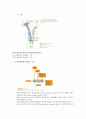 [신경해부학 neuroanatomy][신경해부 요점] 신경해부 요점 ,신경해부 시험 요점, 신경해부 과제 8페이지