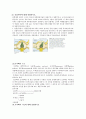 [신경해부학 neuroanatomy][신경해부 요점] 신경해부 요점 ,신경해부 시험 요점, 신경해부 과제 19페이지