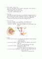 hysterectomy 자궁절제술 - 정리, 정의, 구조, 기능, 종류, 수술 6페이지