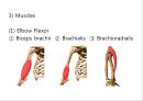 Elbow & Wrist & Finger 팔꿈치 & 손 수술 방법의 이해.pptx 7페이지