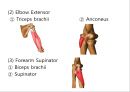 Elbow & Wrist & Finger 팔꿈치 & 손 수술 방법의 이해.pptx 8페이지