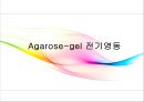 [대학생물및실험1] 세미나 Agarose gel(아가로스 겔)과 전기영동.pptx 1페이지