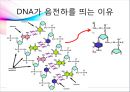 [대학생물및실험1] 세미나 Agarose gel(아가로스 겔)과 전기영동.pptx 8페이지