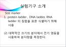 [대학생물및실험1] 세미나 Agarose gel(아가로스 겔)과 전기영동.pptx 19페이지