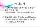 [대학생물및실험1] 세미나 Agarose gel(아가로스 겔)과 전기영동.pptx 25페이지