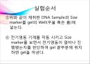 [대학생물및실험1] 세미나 Agarose gel(아가로스 겔)과 전기영동.pptx 26페이지