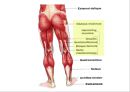 05. 다리 근육 (Leg muscle) - 2 의 기시, 정지 , 작용 , TP사진, 기능적 단위 등.pptx 2페이지