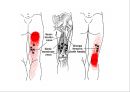 05. 다리 근육 (Leg muscle) - 2 의 기시, 정지 , 작용 , TP사진, 기능적 단위 등.pptx 4페이지