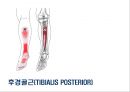 05. 다리 근육 (Leg muscle) - 2 의 기시, 정지 , 작용 , TP사진, 기능적 단위 등.pptx 11페이지