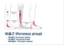 05. 다리 근육 (Leg muscle) - 2 의 기시, 정지 , 작용 , TP사진, 기능적 단위 등.pptx 15페이지