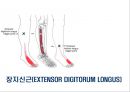 05. 다리 근육 (Leg muscle) - 2 의 기시, 정지 , 작용 , TP사진, 기능적 단위 등.pptx 18페이지