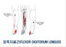 05. 다리 근육 (Leg muscle) - 2 의 기시, 정지 , 작용 , TP사진, 기능적 단위 등.pptx 20페이지