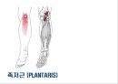 05. 다리 근육 (Leg muscle) - 2 의 기시, 정지 , 작용 , TP사진, 기능적 단위 등.pptx 22페이지