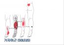 05. 다리 근육 (Leg muscle) - 2 의 기시, 정지 , 작용 , TP사진, 기능적 단위 등.pptx 24페이지