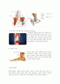 운동상해 및 재활운동 리포트-아킬레스건염과 관련 재활운동에 대하여
 4페이지