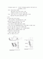 [아동간호학] 아동의 투약관리와 간호 6페이지