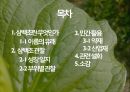 약용식물 삼백초 관찰일지 2페이지