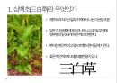 약용식물 삼백초 관찰일지 3페이지