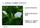 약용식물 삼백초 관찰일지 5페이지