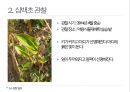 약용식물 삼백초 관찰일지 7페이지