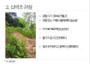 약용식물 삼백초 관찰일지 8페이지