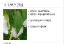 약용식물 삼백초 관찰일지 9페이지