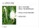 약용식물 삼백초 관찰일지 10페이지
