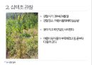 약용식물 삼백초 관찰일지 11페이지