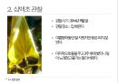 약용식물 삼백초 관찰일지 13페이지
