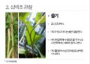 약용식물 삼백초 관찰일지 14페이지