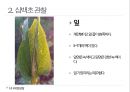 약용식물 삼백초 관찰일지 15페이지