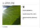 약용식물 삼백초 관찰일지 16페이지