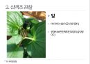 약용식물 삼백초 관찰일지 17페이지