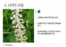 약용식물 삼백초 관찰일지 19페이지