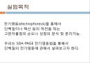 단백질 전기영동(생화학실험) 2페이지