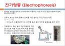 단백질 전기영동(생화학실험) 3페이지